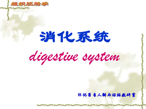 组织与胚胎学