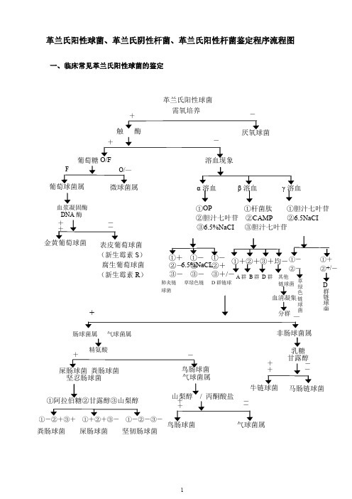 细菌鉴定程序流程图