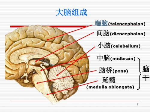 脑叶功能PPT精选课件