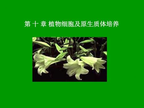 第五章植物细胞培养及原生质体培养