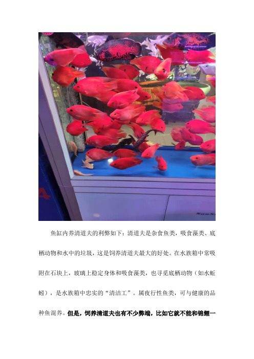 锦鲤鱼缸内养清道夫可以吗?