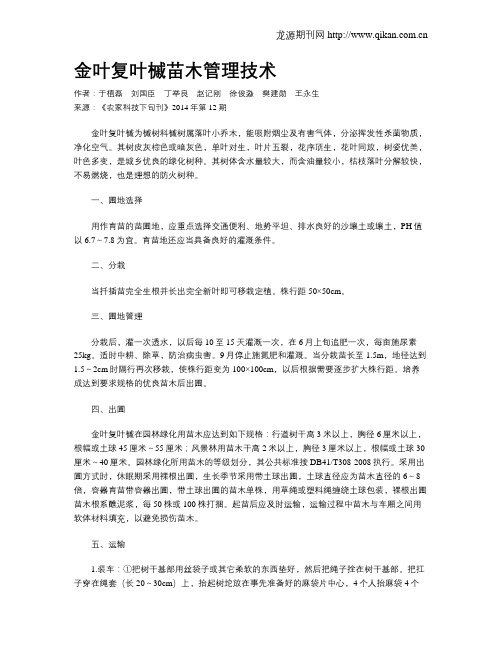 金叶复叶槭苗木管理技术