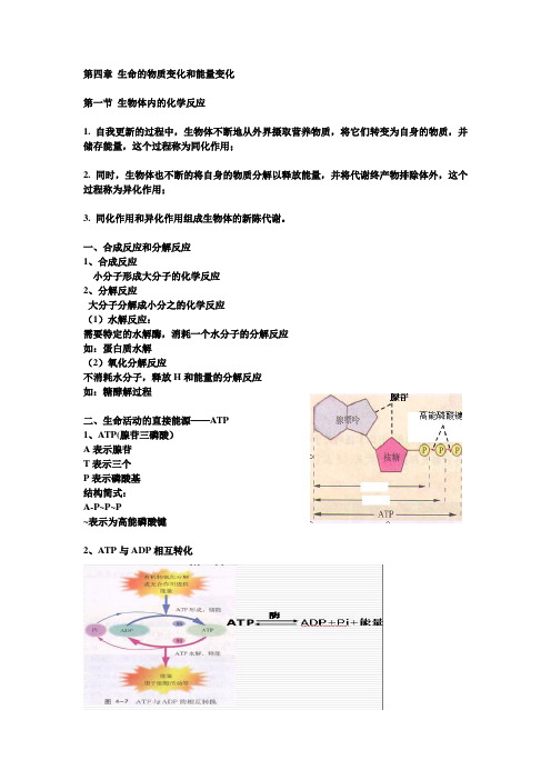 高中生物第一册第四章 生命的物质变化和能量变化