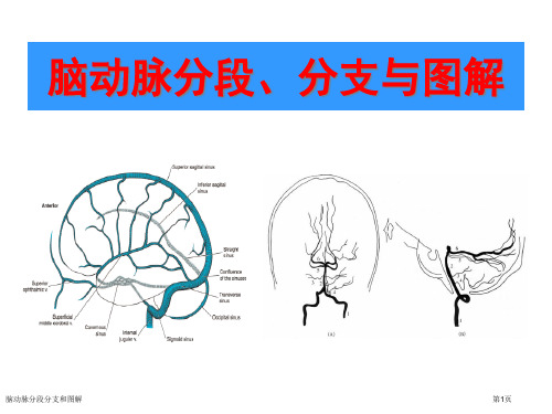 脑动脉分段分支和图解