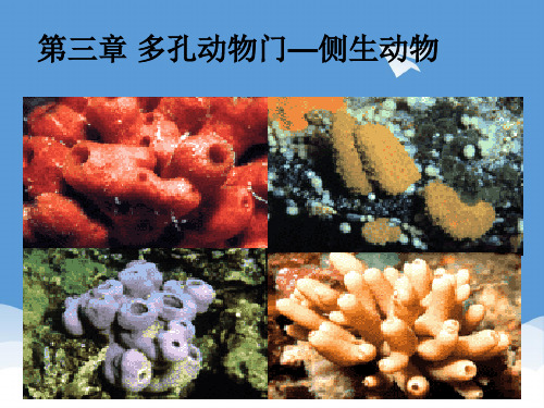 高中生物 普通动物学多孔动物门课件 精品