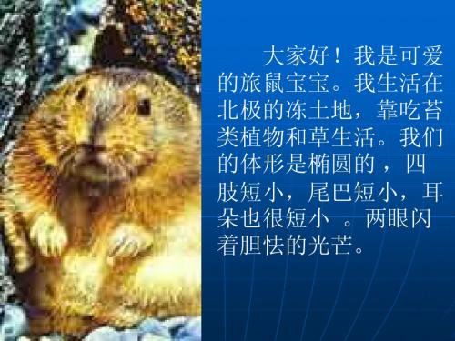 《旅鼠之谜》PPT