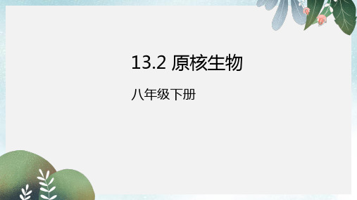 八年级生物下册13.2原核生物课件北京课改版