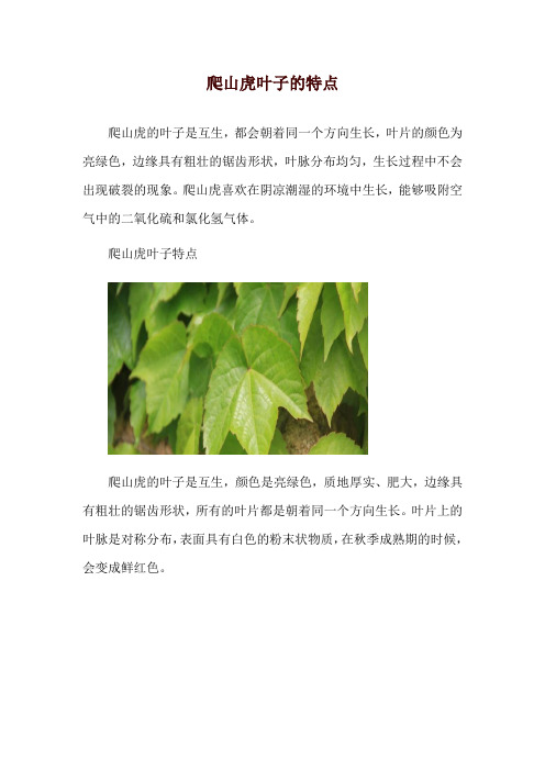 爬山虎叶子的特点