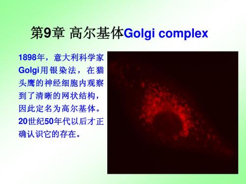 大学分子细胞学第9章高尔基体