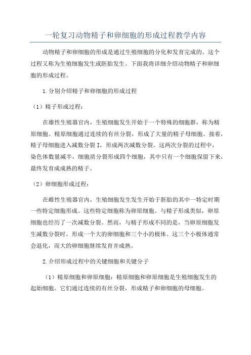 一轮复习动物精子和卵细胞的形成过程教学内容