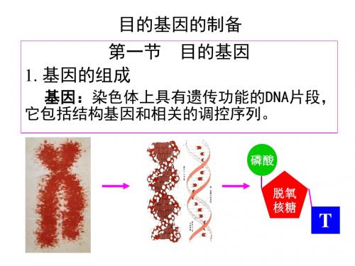 目的基因的制备