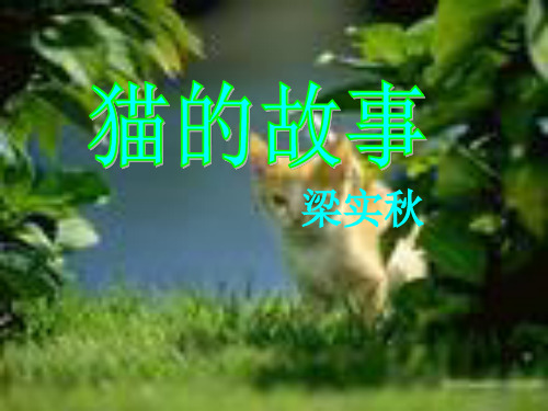 猫的故事2分析