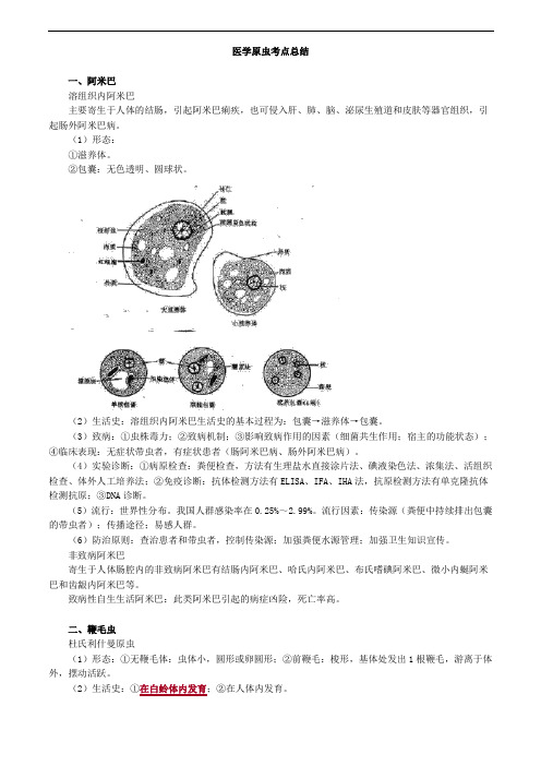 临床检验师-医学原虫考点总结