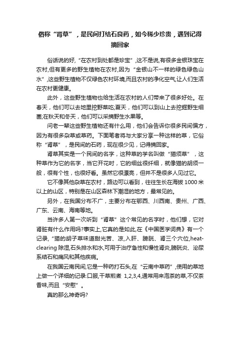 俗称“肾草”,是民间打结石良药,如今稀少珍贵,遇到记得摘回家