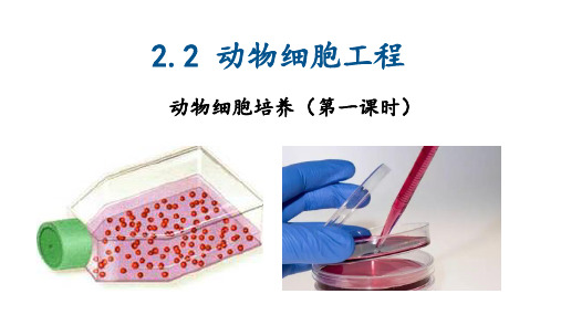 动物细胞工程(动物细胞培养)课件高二下学期生物人教版选择性必修3