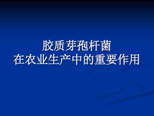 胶质芽孢杆菌在农业生产中的重要作用