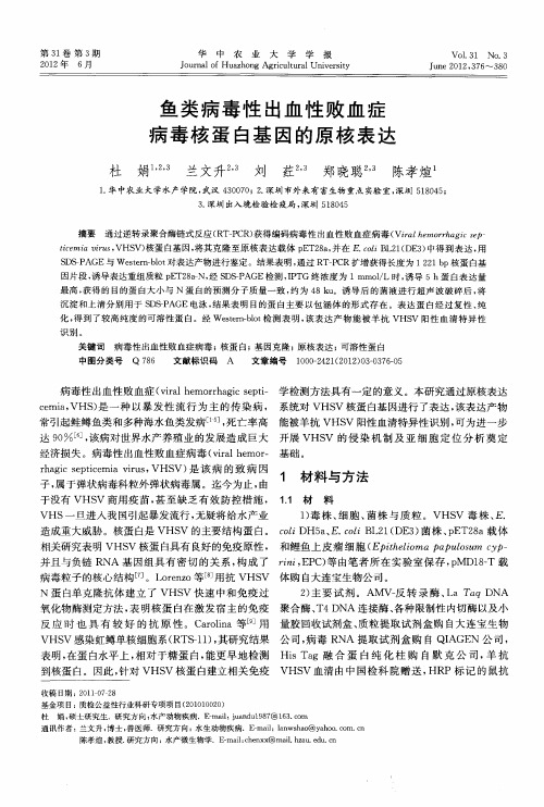 鱼类病毒性出血性败血症病毒核蛋白基因的原核表达