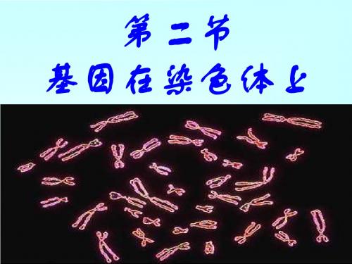 B2-2-2&3  基因在染色体上和伴性遗传