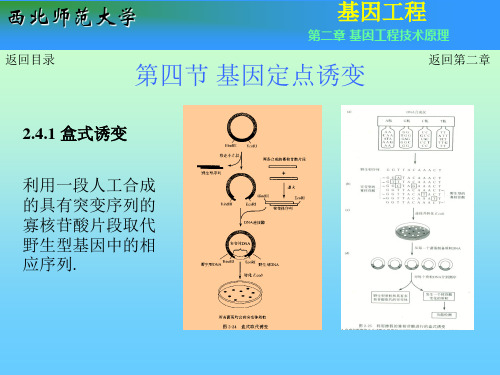 基因定点诱变