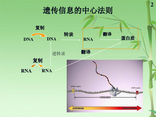 蛋白质生物合成-范玉莹(共61张PPT)