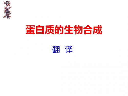 南京农业大学考研复习 生物化学 蛋白质的生物合成_图文