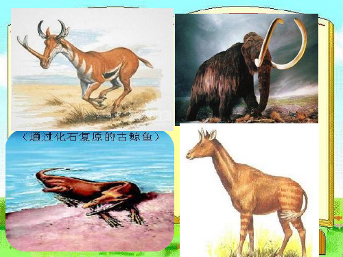 冀人版五年级科学下册《生物的进化 12 生物进化的秘密》课件_1