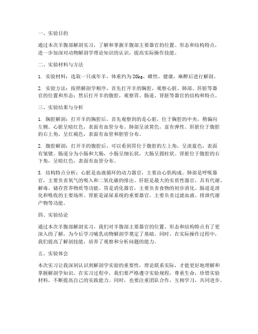 羊腹部的解剖实习报告