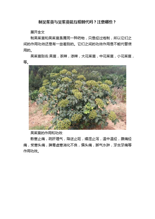 制吴茱萸与吴茱萸能互相替代吗？注意哪些？