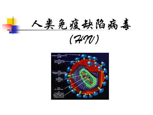 1人类免疫缺陷病毒