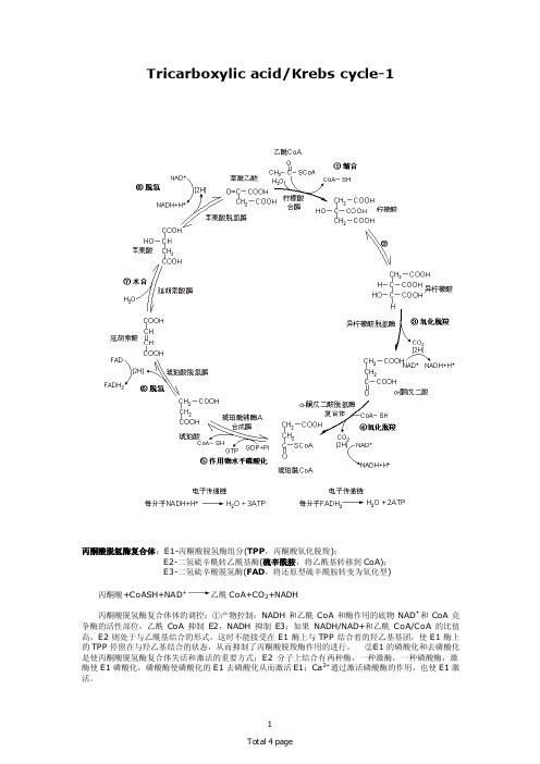 3-三羧酸循环