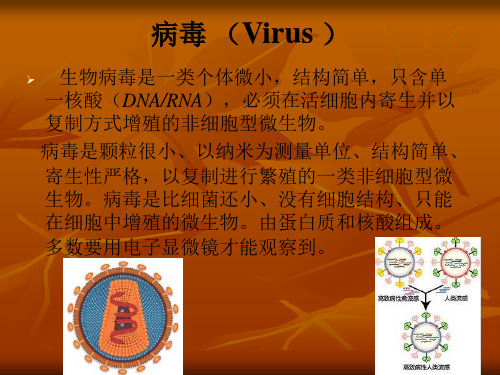 生物分类大全-病毒