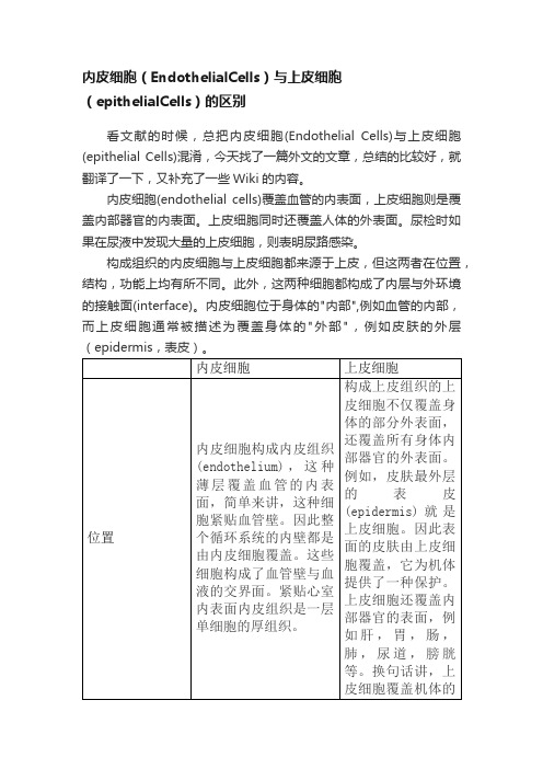 内皮细胞（EndothelialCells）与上皮细胞（epithelialCells）的区别