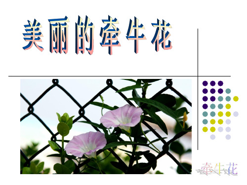 牵牛花 儿童画课件