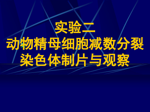 实验二 动物精母细胞减数分裂