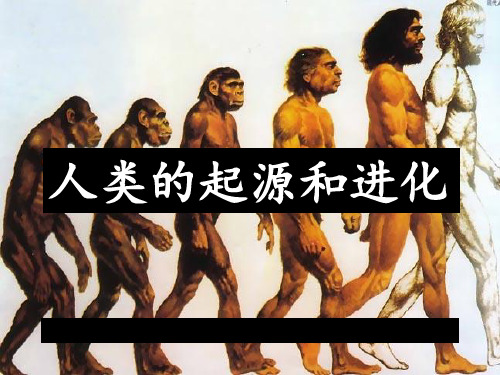 《人类的起源和进化》教学课件-苏教版八年级生物上册PPT课件