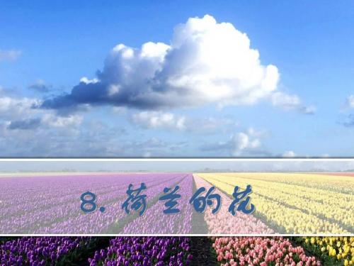 8、荷兰的花. ppt