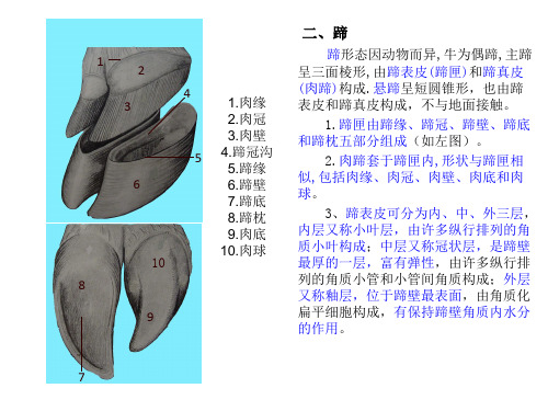 家畜解剖学4.被皮