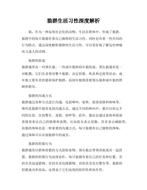 狼群生活习性深度解析