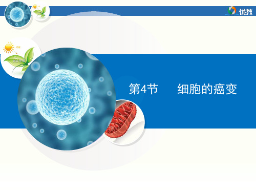 高中生物必修一课件6.4   细胞的癌变