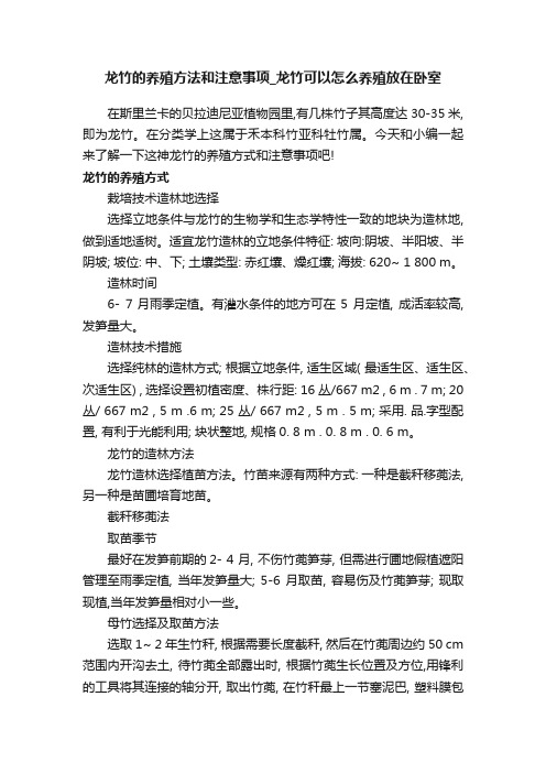 龙竹的养殖方法和注意事项_龙竹可以怎么养殖放在卧室