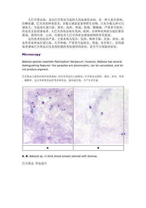 巴贝虫资料