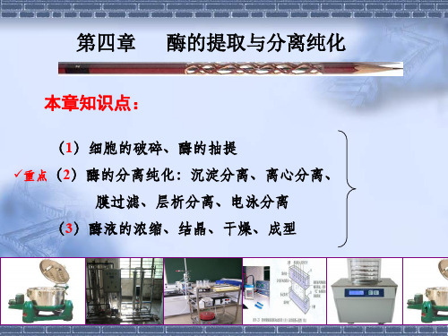 酶工程-04-酶的提取与分离纯化