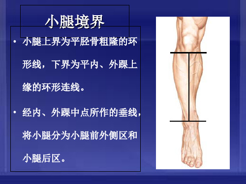 小腿前外侧区解剖及骨延长术课件-文档资料