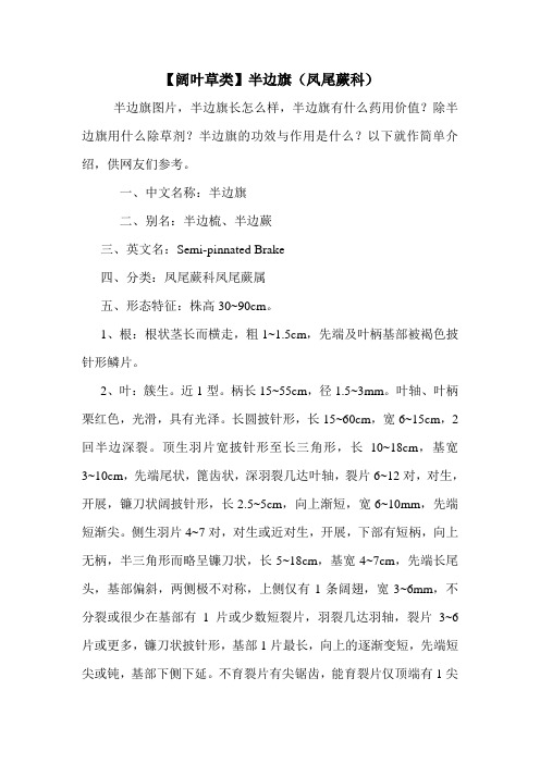 【阔叶草类】半边旗(凤尾蕨科)