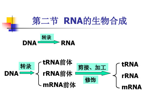 核酸的生物合成—RNA的生物合成(生物化学课件)