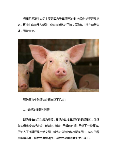 母猪阴道炎怎么治