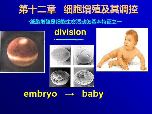 第十二章细胞增殖及其调控ppt课件