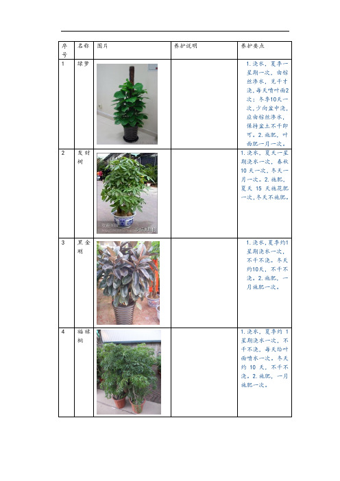 公司植物养护说明