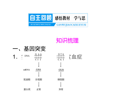 基因突变-知识点知识讲解