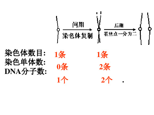 有丝分裂无同源染色体